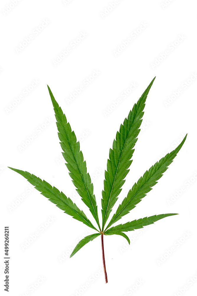 Leaf of Hemp or therapeutic cannabis close-up on cutout white. Leaf of Hemp or therapeutic cannabis close-up on cutout white.