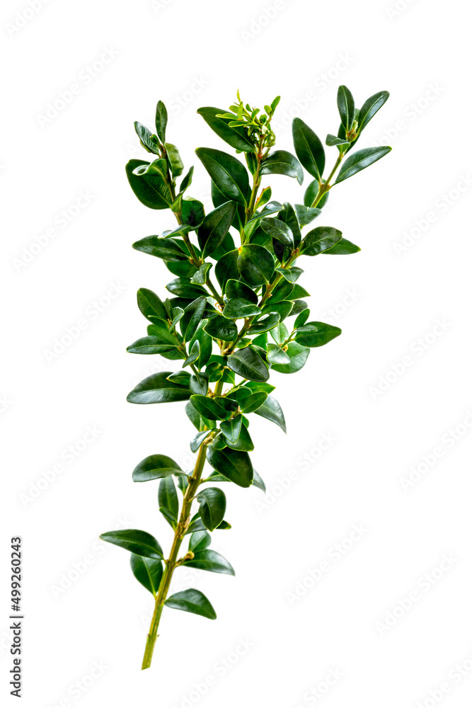 Obraz premium Twig of boxwood (buxus sempervirens) on white background.