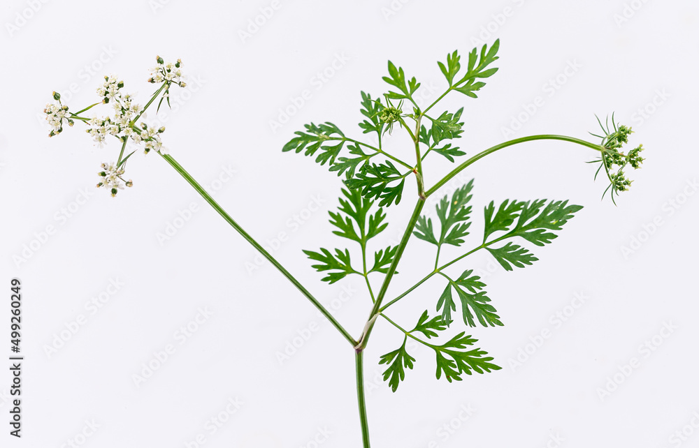 Obraz premium Spotted hemlock (conium maculatum). Vegetals
