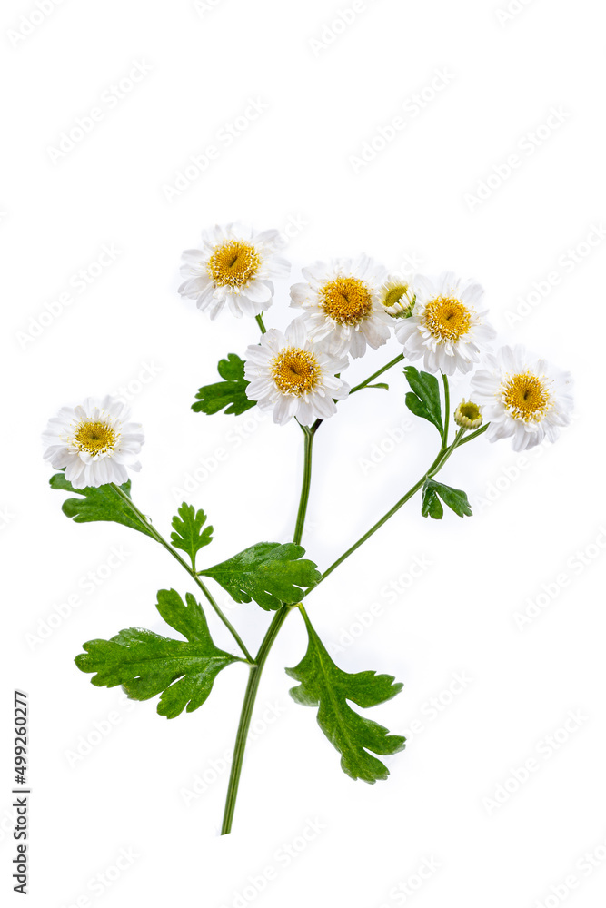 Fototapeta premium Roman chamomile (chamaemelum nobile) on white background.