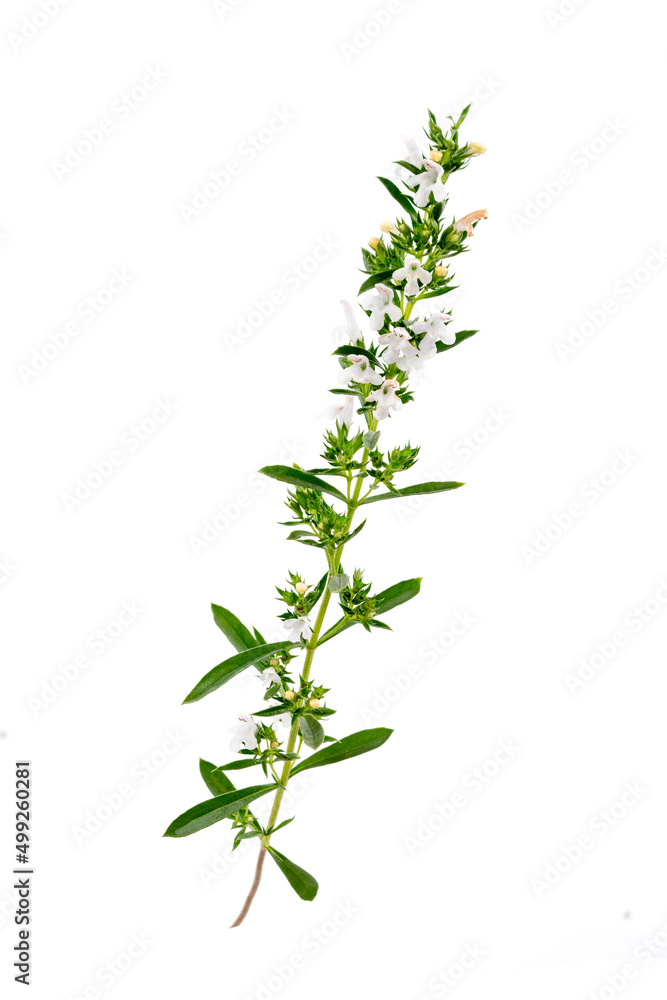 Sprig of blooming savory (santureia hortensis) on white background. Sprig of blooming savory (santureia hortensis) on white background.