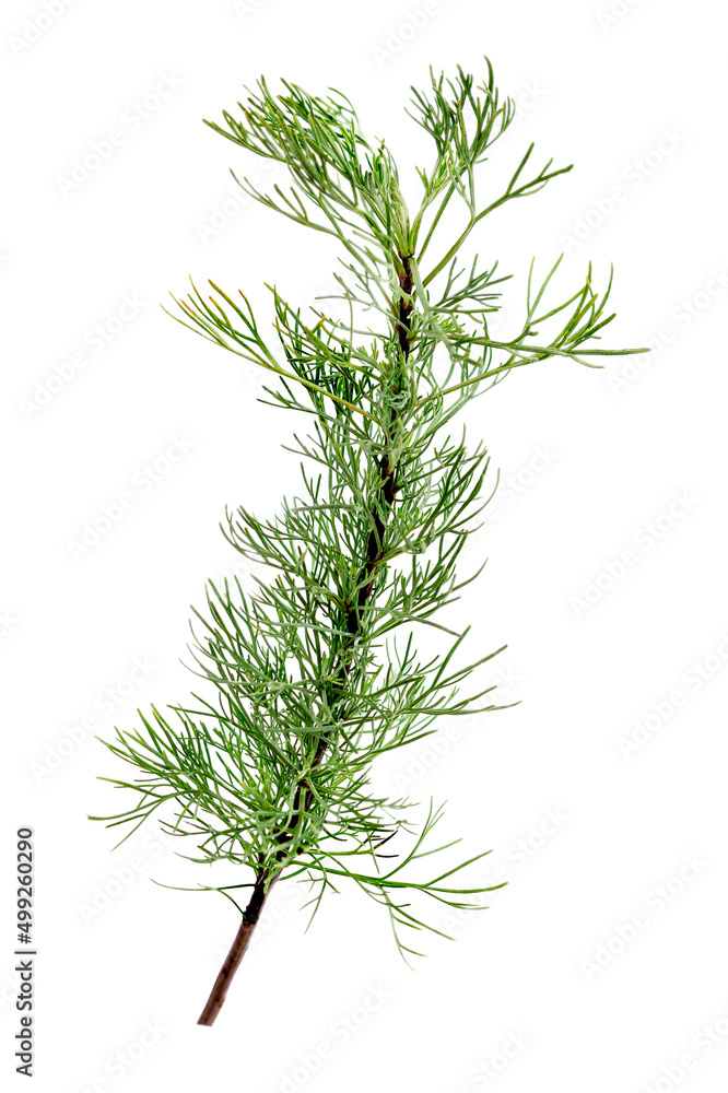 Naklejka premium Young shoots of artemisia cola (artemisia abrotanum) also called.