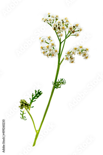 Branch of achilles millefolium (achillea millefolium) hard flowering.