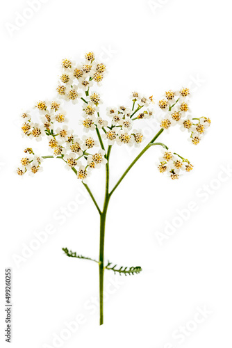 Branch of achilles millefolium (achillea millefolium) hard flowering. © RFBSIP