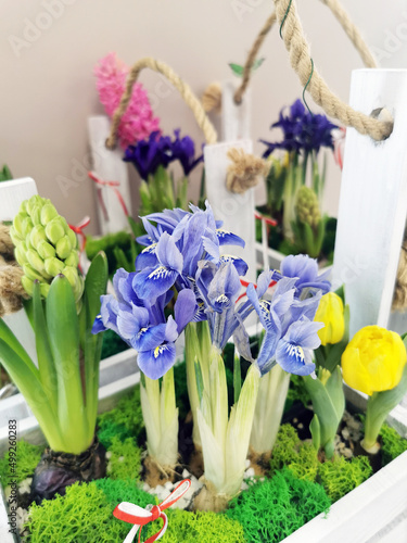 Purple flowers of irises  pink hyacinths  yellow tulips with green leaves. Flower arrangement in decorative boxes. Interior design for office  home.