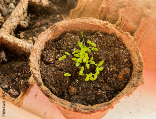 Basil seedlings in biodegradable pots on a wooden table. Green plants in peat pots and seeds.