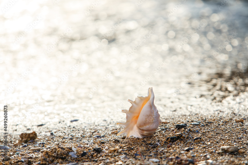 seashell on the beach seashell on the beach