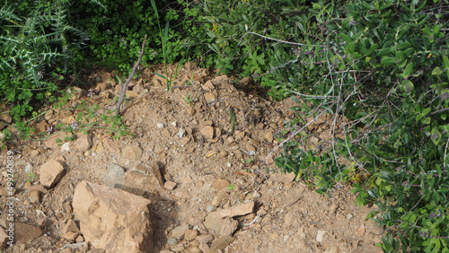 Wallpaper Mural Piante e fiori Torontodigital.ca