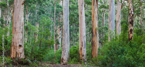 Panoram of Eucalyptus forest with Karri trees (Eucalyptus diversicolor)
