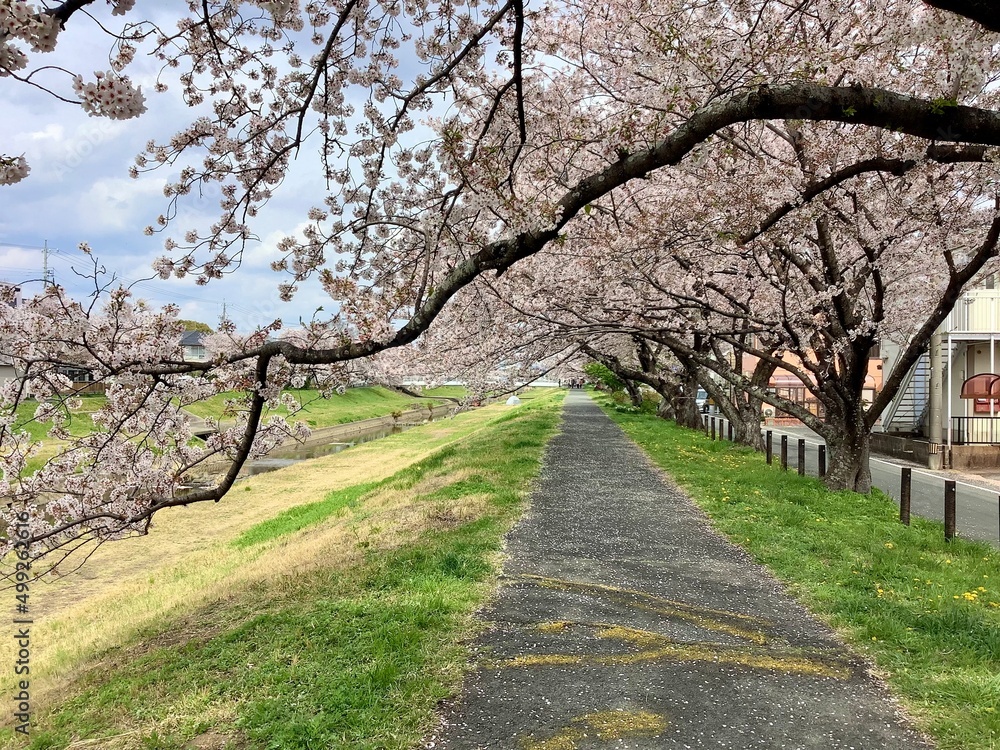 Fototapeta premium Scenery of cherry blossoms along the Sana River in Toyokawa City