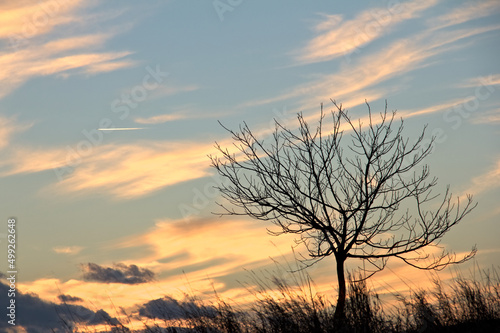 Tree and field grass against the sky during sunset.