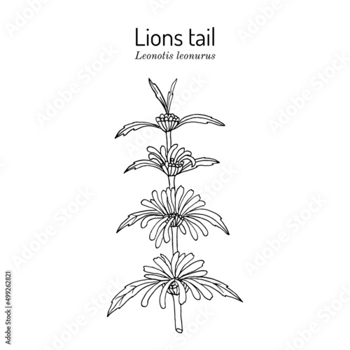 Lions tail or wild dagga Leonotis leonurus , medicinal and ornamental plant photo