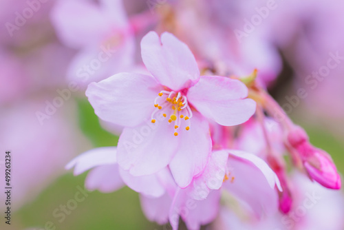 桜 © meow_creation