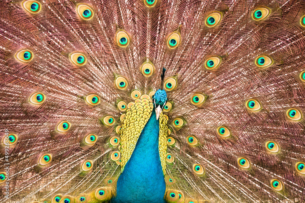 Obraz premium peacock with feathers out