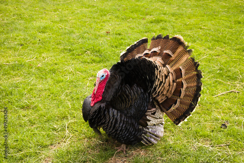 turkey in the field