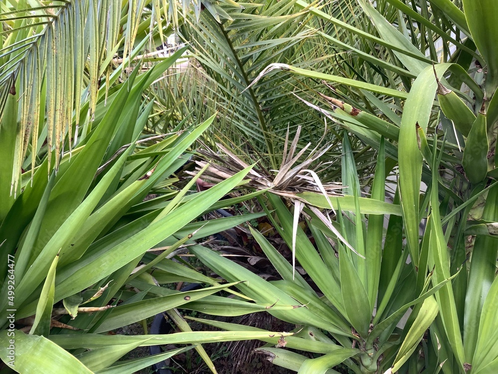 Obraz premium Dicht bewachsene Äste und Zweige von diversen Palmen 