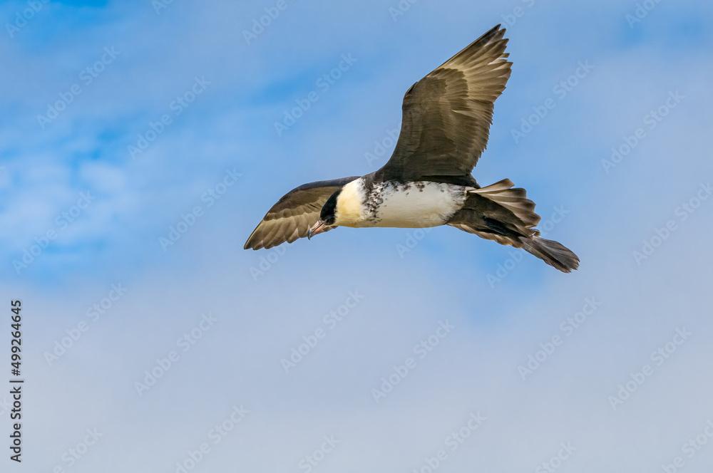 Obraz premium Pomarine Jaeger (Stercorarius pomarinus) in Barents Sea coastal area