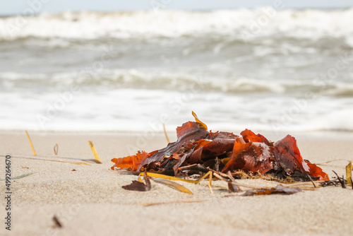 Seetang Ostseestrand photo