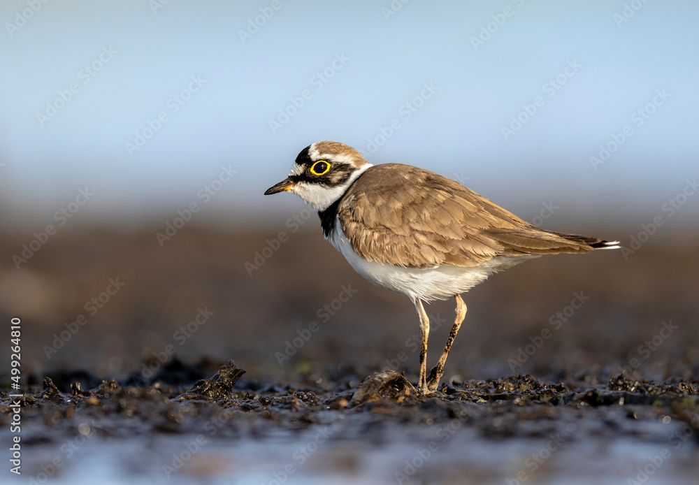 Little ringed plover in natural habitat (Charadrius dubius) Little ringed plover in natural habitat (Charadrius dubius)