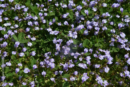 Miquel's mazus flowers. Phrymaceae perennial plants. From spring to early summer, purple flowers with hair grow in the central tan area. It has the property of spreading with stolons.