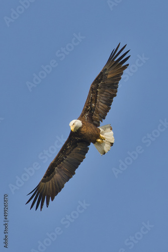 Bald eagle at White Rock Lake, Dallas. Texas.