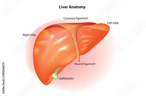 Liver Anatomy (caudate lobe, posterosuperior, anteroinferior, superior segment)