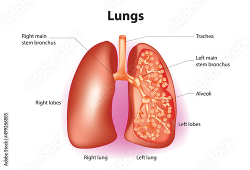 Labeled Human lungs Diagram 