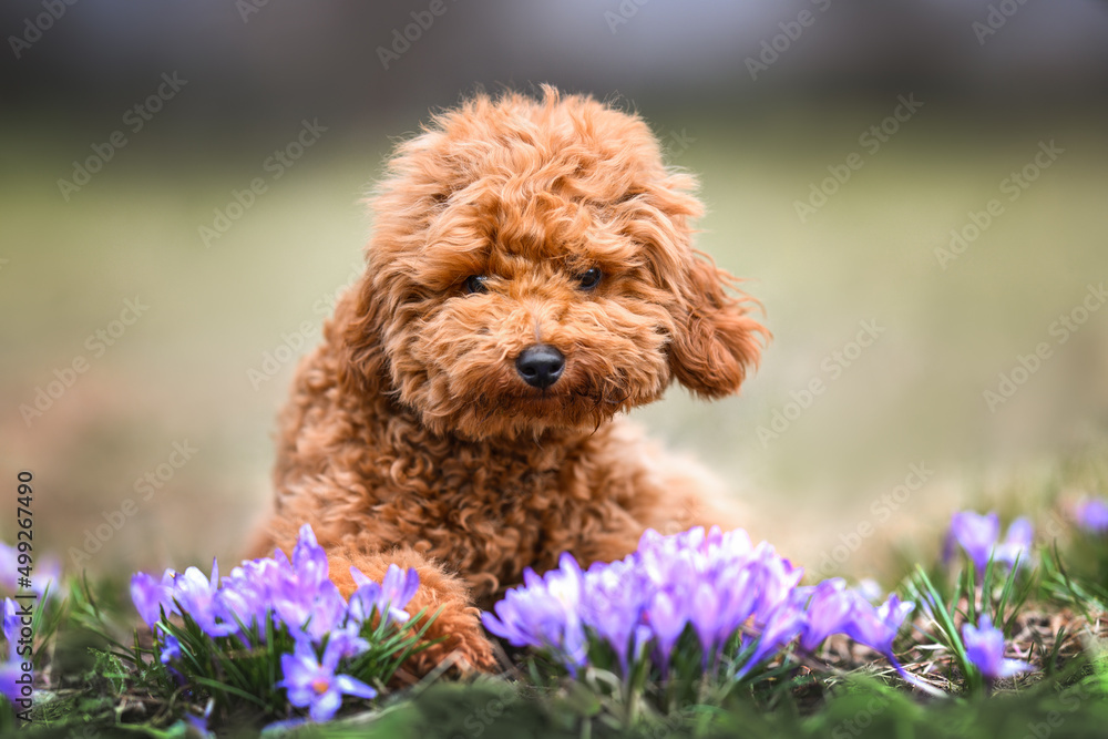 poodle puppy posing outdoors with crocus flowers poodle puppy posing outdoors with crocus flowers