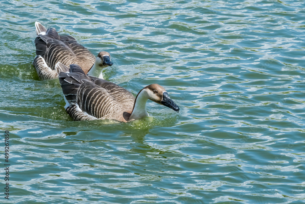 Swan Geese (Anser cygnoides) on pond in park Swan Geese (Anser cygnoides) on pond in park