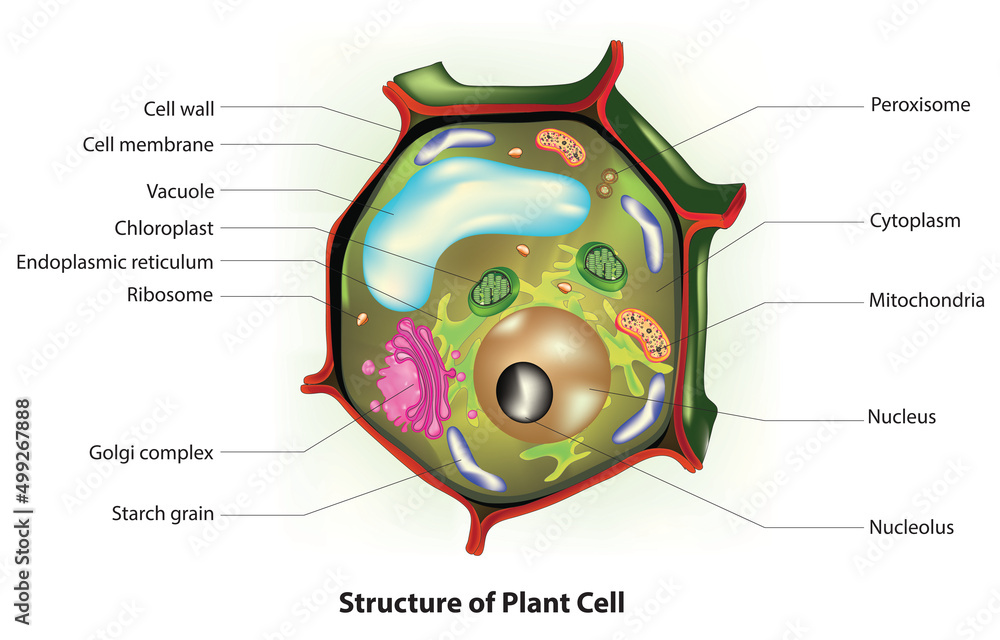 Endoplasmic Reticulum Plant Cell