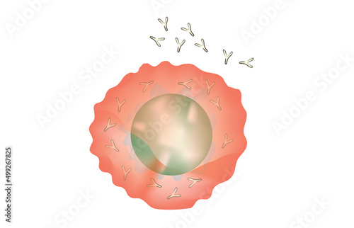 plasmacyte structure (Plasma cell)