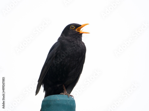 Die Amsel  Turdus merula  oder Schwarzdrossel