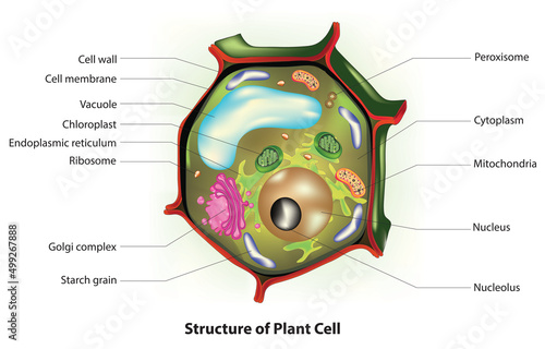 anatomy of plant cell (plant cell wall, plant cell membrane, smooth endoplasmic reticulum, ribosomes, rough endoplasmic reticulum, vacuole, nucleus, peroxisomes, Golgi apparatus, mitochondria,) photo