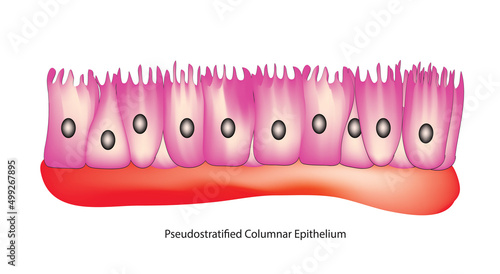 Pseudostratified columnar Tissue (respiratory epithelium) photo