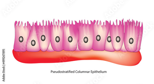 Pseudostratified columnar Tissue (respiratory epithelium)