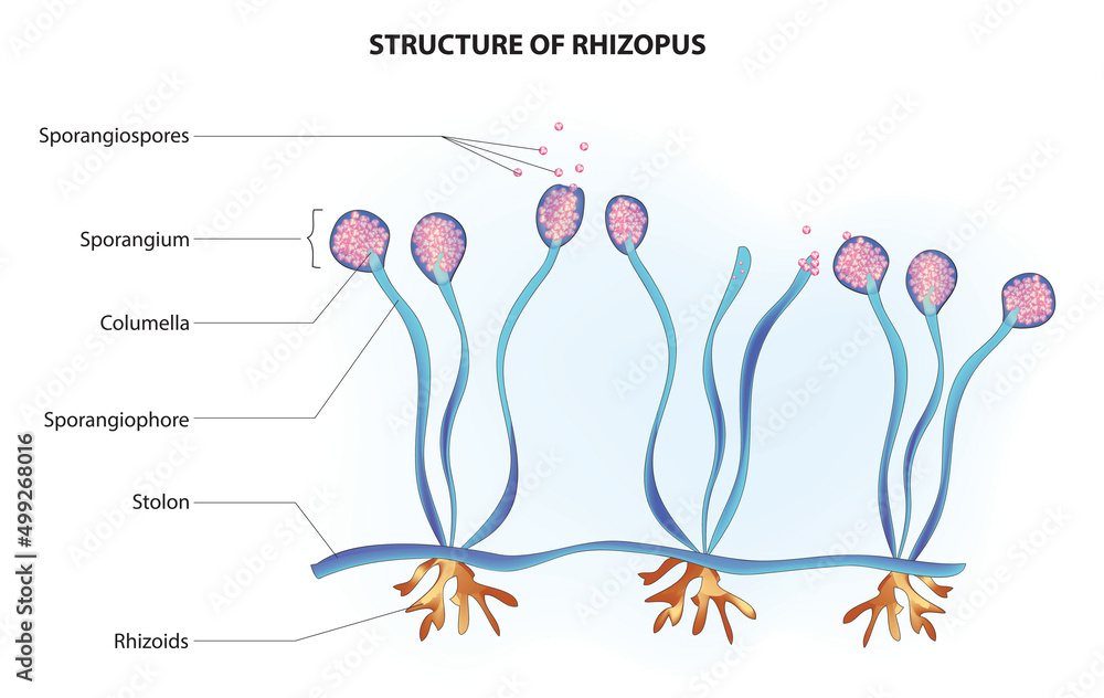 Rhizopus Structure stolons Rhizoids Sporangiophores Stock Vector 