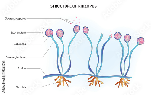 Rhizopus Structure (stolons, rhizoids, sporangiophores) photo