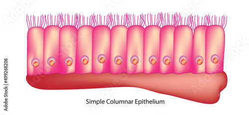 simple columnar epithelium tissue photo