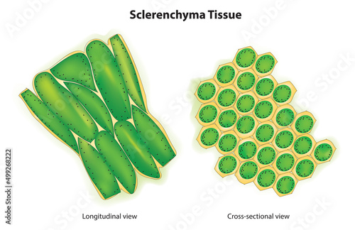 Sclerenchyma Tissue (living thin-walled tissue)