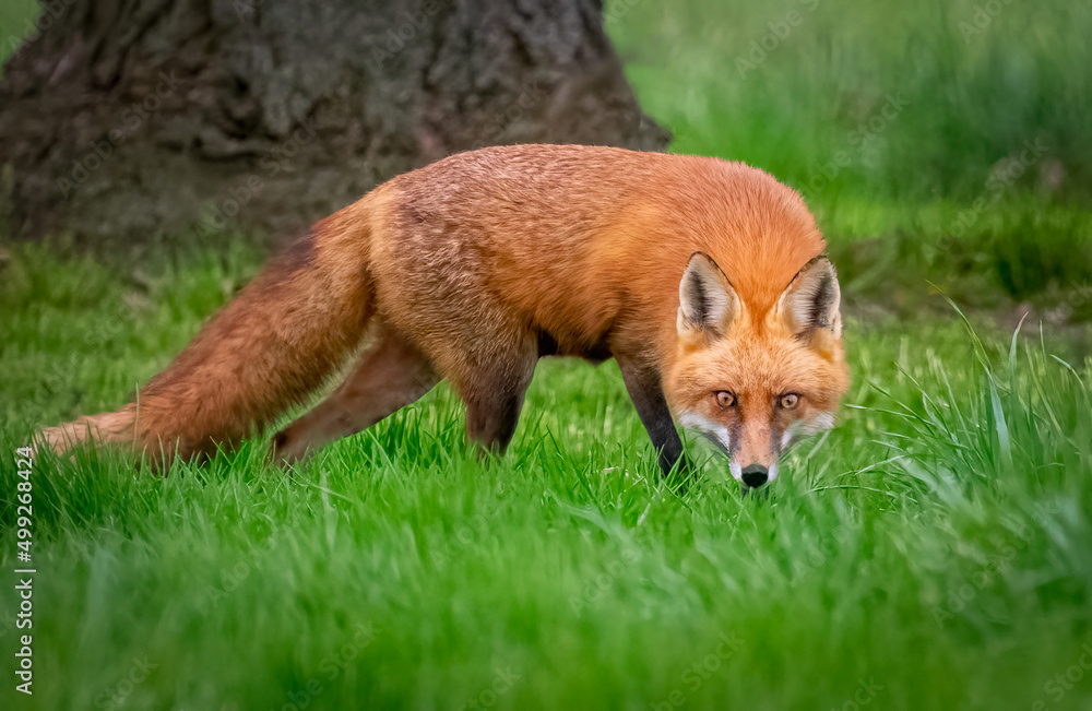 Red Fox in Chester County PA