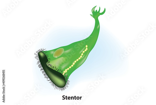 Stentor Cell Anatomy (multiple ciliary membranelles spiraling around the region that leads to the mouth opening)