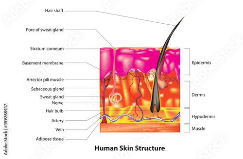 skin anatomy (Stratum corneum,Stratum lucidum, Stratum granulosum,Stratum spinosum,Stratum basale,Dermis, Hypodermis) photo