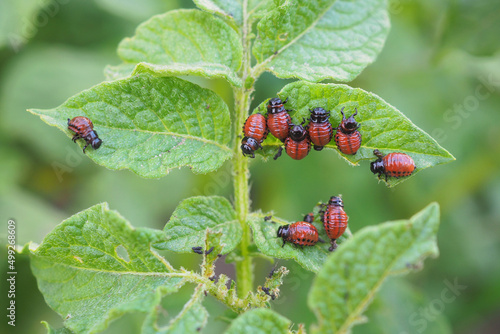 Colorado potato beetle larvae on eaten away potato leaf. Closeup. An illustration on the theme of protecting this agricultural plant from pests. Farm and gardening. Macro photo