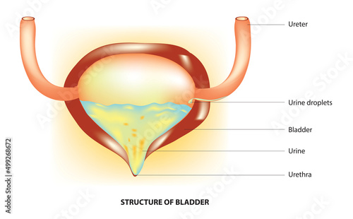 Human bladder anatomy (bladder stores urine, allowing urination)