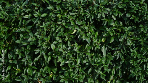 Wallpaper Mural Grass wall texture and background. Green leaves background or natural wall texture. Ideal for design use. Torontodigital.ca