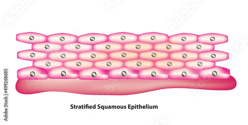 squamous (flattened) epithelial cells arranged in layers upon a basal membrane photo