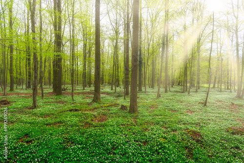 Buschwindr  schen im Wald mit Sonnenstrahlen