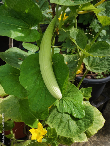 Armenian long cucumber (Cucumis melo var. flexuosus) in a vegetable garden on the terrace. 