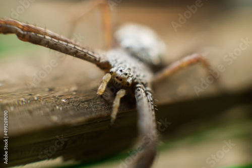 Macro shot of spider on wood