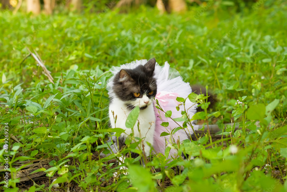 Pet cat wearing pink tutu skirt in garden
